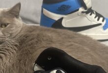 Photo of Топ-10 обуви этого года